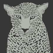 Leopard Calm