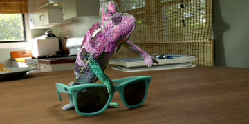 Super Chameleon / RayBan 